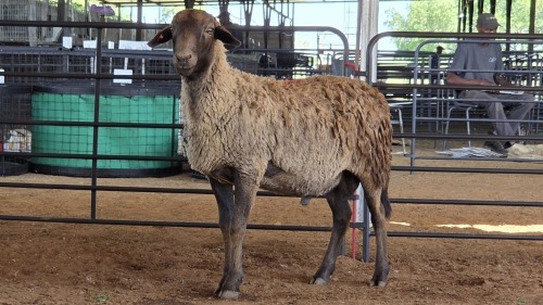 1 X MEATMASTER RAM CGH