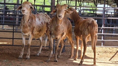 3 X 4 HORN DAMARA CROSS RAM CGH (Pay per animal to take the lot)