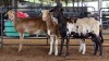 3 X MEATMASTER RAM CGH (Pay per animal to take the lot)