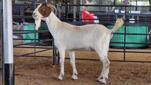1 X BOERBOK KAPATER CGH