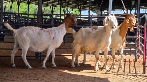 3 X BOERBOK DOE CGH (Pay per animal to take the lot)