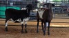2 X MEATMASTER HAMEL JPM PIENAAR (Pay per animal to take the lot)