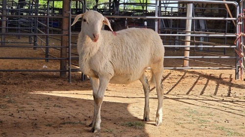 1 X MEATMASTER EWE JPM PIENAAR
