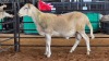 1 X MEATMASTER RAM JPM PIENAAR