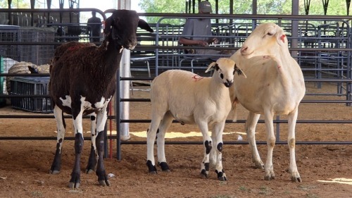 2+1 X MEATMASTER EWE JPM PIENAAR (Pay per animal to take the lot)