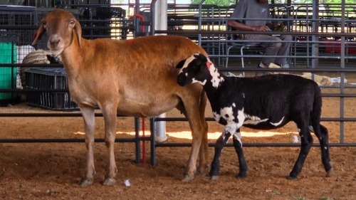 1+1 X MEATMASTER EWE JPM PIENAAR