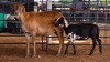 1+1 X MEATMASTER EWE JPM PIENAAR