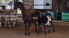 1+1 X MEATMASTER EWE JPM PIENAAR