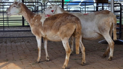 2 X MEATMASTER EWE JPM PIENAAR (Pay per animal to take the lot)