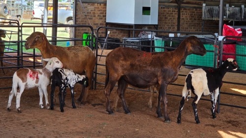 2+4 X MEATMASTER EWE JPM PIENAAR (Pay per animal to take the lot)