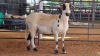 1 X MEATMASTER EWE JPM PIENAAR