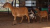 1+2 X MEATMASTER EWE JPM PIENAAR