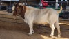1 X BOERBOK BUCK C. CARSTENS
