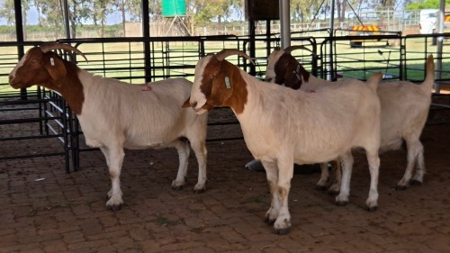 3 X BOERBOK DOE C. CARSTENS (Pay per animal to take the lot)