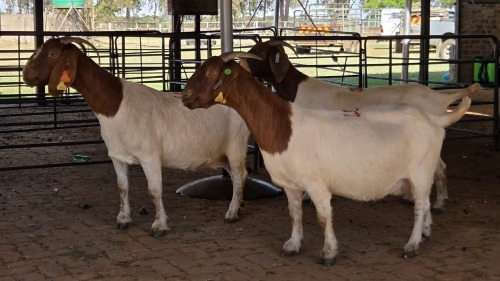 3 X BOERBOK DOE C. CARSTENS (Pay per animal to take the lot)