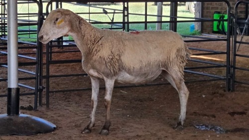 1 X MEATMASTER EWE C. CARSTENS
