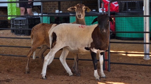 2 X MEATMASTER EWE C. CARSTENS (Pay per animal to take the lot)