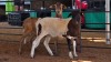 2 X MEATMASTER EWE C. CARSTENS (Pay per animal to take the lot)