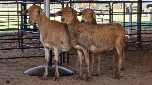 3 X MEATMASTER EWE C. CARSTENS (Pay per animal to take the lot)