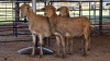 3 X MEATMASTER EWE C. CARSTENS (Pay per animal to take the lot)