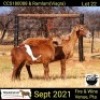 1 + 1 X OOI/EWE MEATMASTER COLLEN BOERDERY - 2