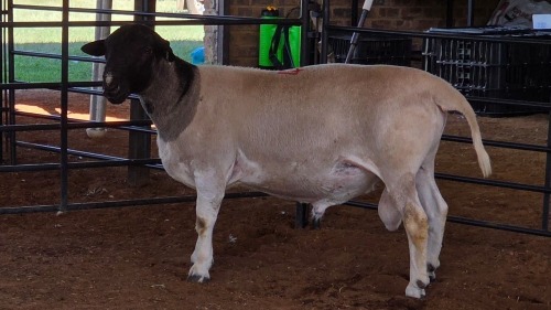 1 X DORPERS RAM MAJN DORPERS