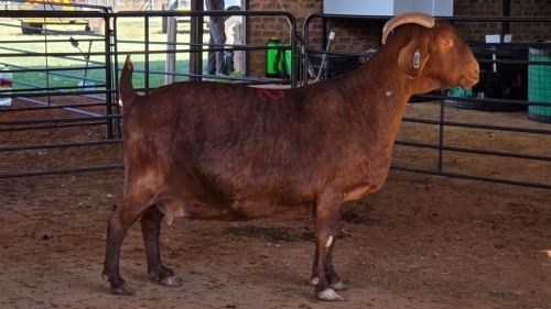 1 X KALAHARI RED DOE HSM KOTZE