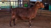 1 X KALAHARI RED DOE HSM KOTZE