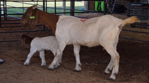 1+1 X BOERBOK DOE ROZMAR BOERDERY