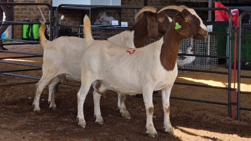 1 X BOERBOK DOE ROZMAR BOERDERY