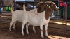 1 X BOERBOK DOE ROZMAR BOERDERY