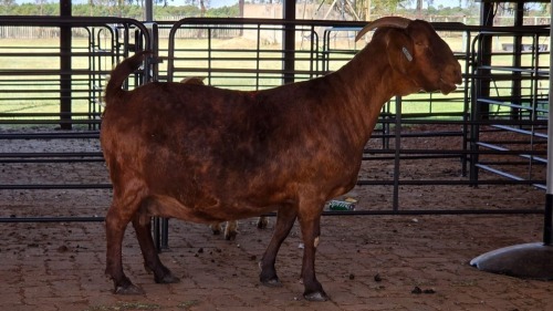 2 X KALAHARI RED DOE HSM KOTZE (Pay per animal to take the lot)