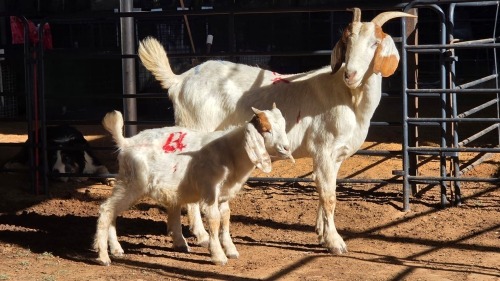 1+1 X BOERBOK DOE DKG AGRICULTURAL