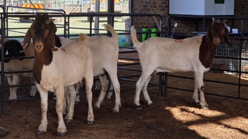 3 X BOERBOK DOE DKG AGRICULTURAL (Pay per animal to take the lot)