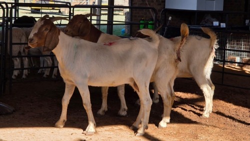 3 X BOERBOK DOE DKG AGRICULTURAL (Pay per animal to take the lot)