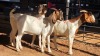 3 X BOERBOK DOE DKG AGRICULTURAL (Pay per animal to take the lot)