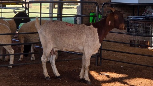 1 X BOERBOK DOE DKG AGRICULTURAL