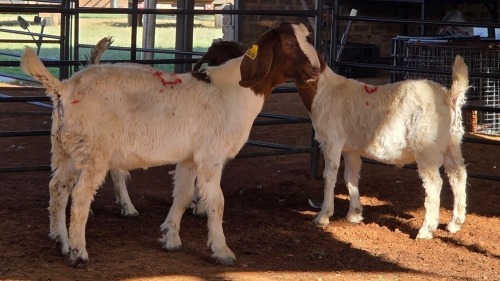 3 X BOERBOK BUCK DKG AGRICULTURAL (Pay per animal to take the lot)