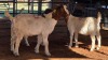 3 X BOERBOK BUCK DKG AGRICULTURAL (Pay per animal to take the lot)