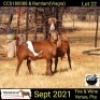 1 + 1 X OOI/EWE MEATMASTER COLLEN BOERDERY - 3