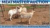 LOT 63 4X MEATMASTER OOI/EWE DAY TO DAY MEATMASTERS - 2