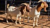 2 X BOERBOK BUCK DKG AGRICULTURAL (Pay per animal to take the lot)