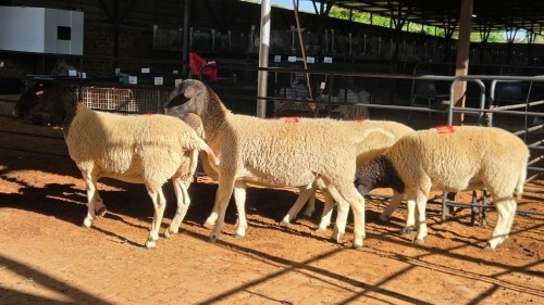 5 X DORPER EWE DKG AGRICULTURAL (Pay per animal to take the lot)