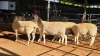 5 X DORPER EWE DKG AGRICULTURAL (Pay per animal to take the lot)