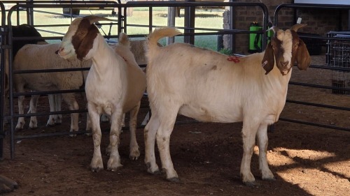 2 X BOERBOK DOE DKG AGRICULTURAL (Pay per animal to take the lot)
