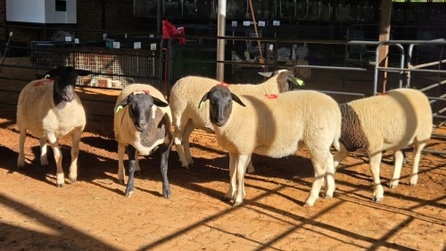 5 X DORPER EWE DKG AGRICULTURAL (Pay per animal to take the lot)