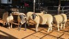 5 X DORPER EWE DKG AGRICULTURAL (Pay per animal to take the lot)