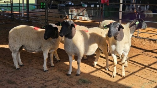 5 X DORPER EWE DKG AGRICULTURAL (Pay per animal to take the lot)