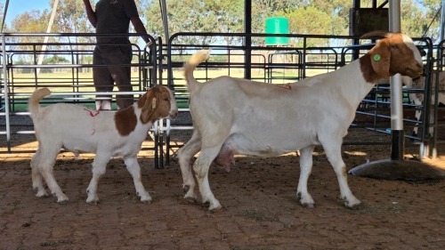 1+1 X BOERBOK DOE BOSVELD WAREHOUSE