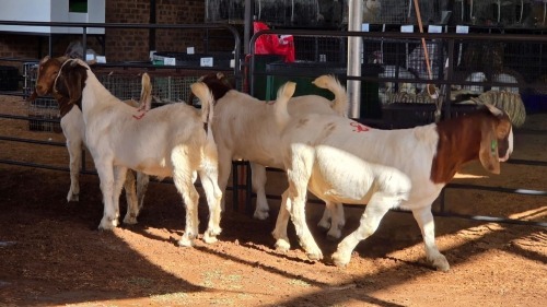 4 X BOERBOK BUCK ROZMAR BOERDERY (Pay per animal to take the lot)